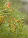 Thumbs/tn_Dsc_6985.jpg