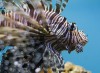 Thumbs/tn_Dsc_7016.jpg