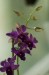 Thumbs/tn_Dsc_7086.jpg