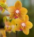 Thumbs/tn_Dsc_7094.jpg