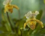 Thumbs/tn_Dsc_7135.jpg